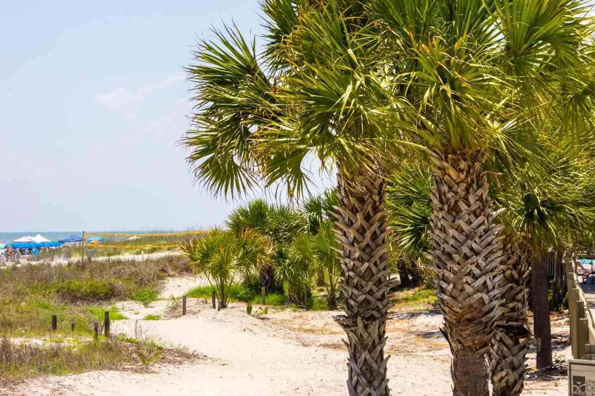 5 Different Types of Palm Trees in Georgia (With Pictures)