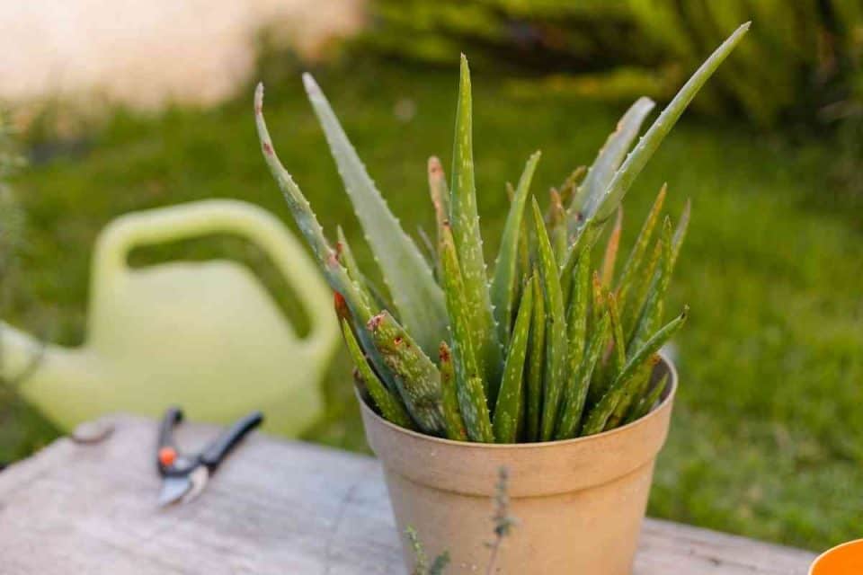 Choosing the Best Pots For Aloe Plants (Essential Guide)