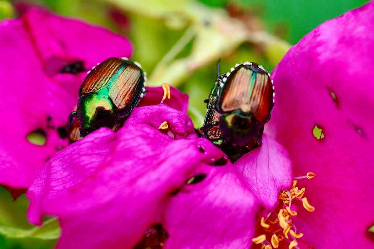 Where Do Japanese Beetles Go at Night?