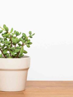 What To Do If the Leaves of Your Succulent Turn Red