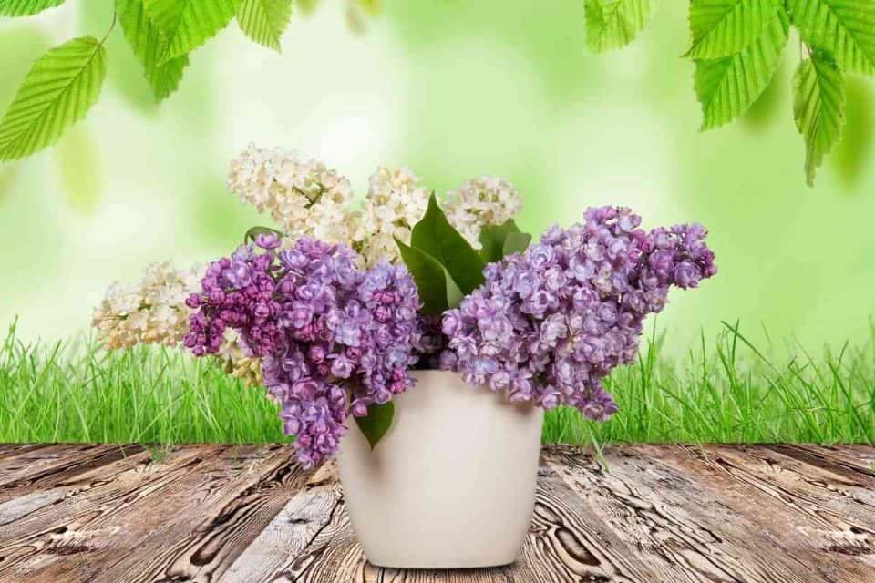 Why Are My Lilac Bushes Turning Brown? (How To Revive It)