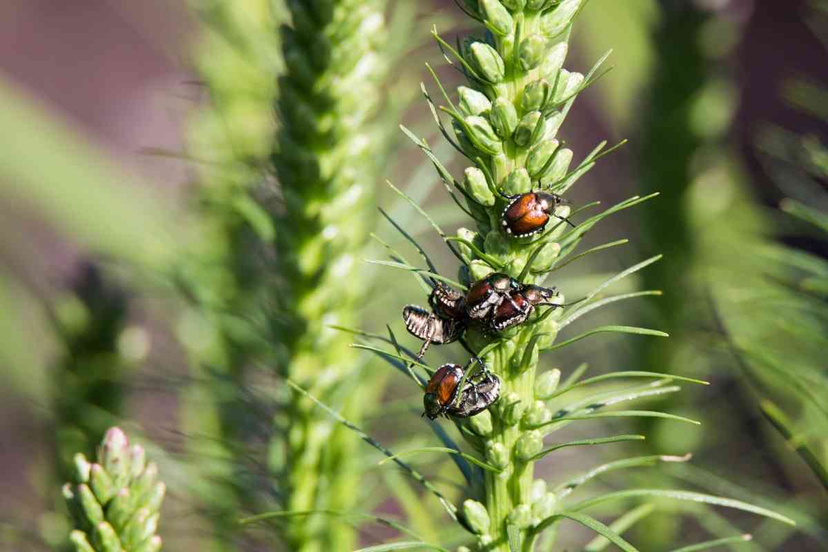 Where Do Japanese Beetles Go at Night?