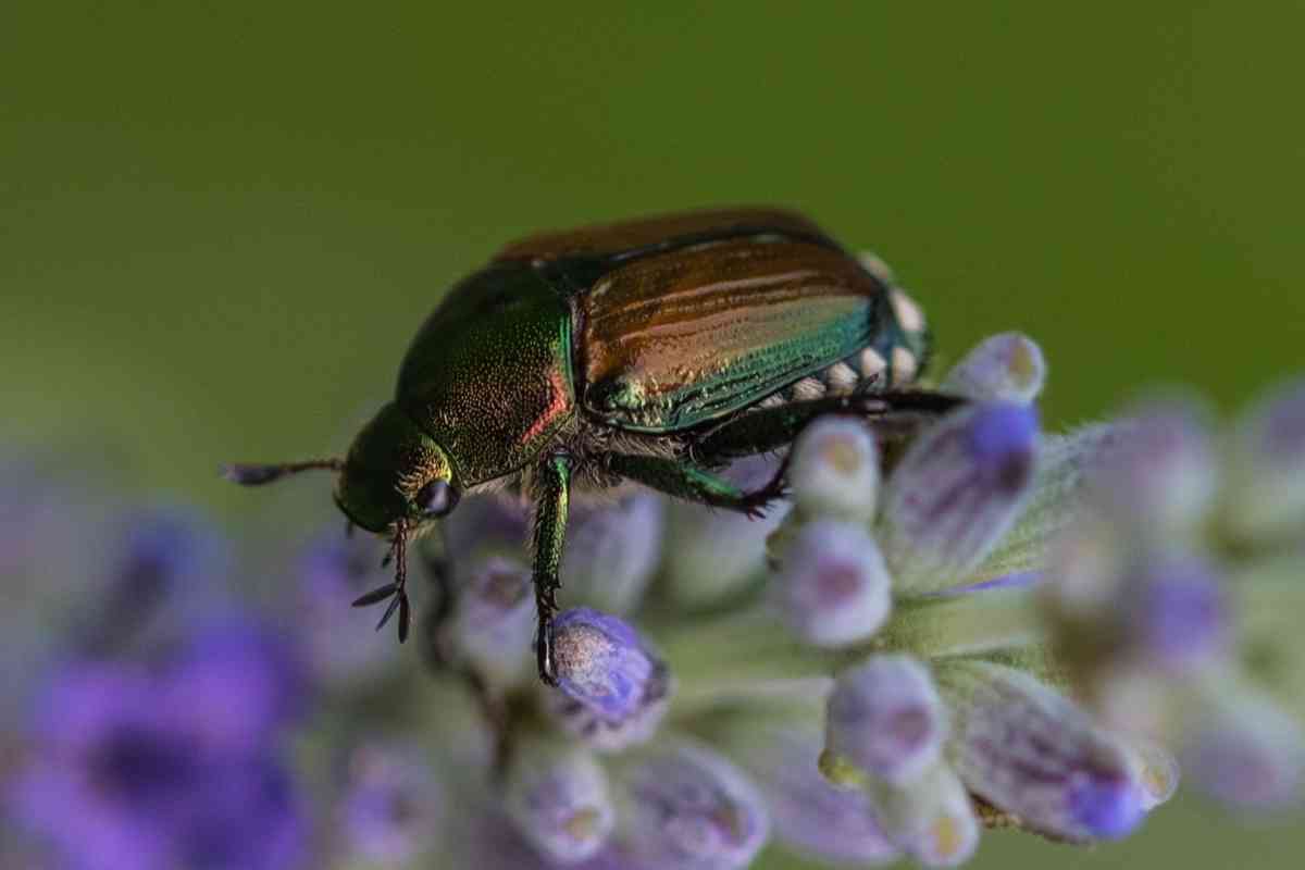 Where Do Japanese Beetles Go at Night?