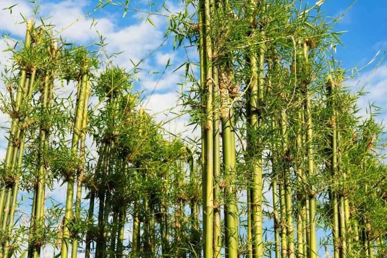 How Fast Does Bamboo Grow? (Bamboo Growth RATE Explained)