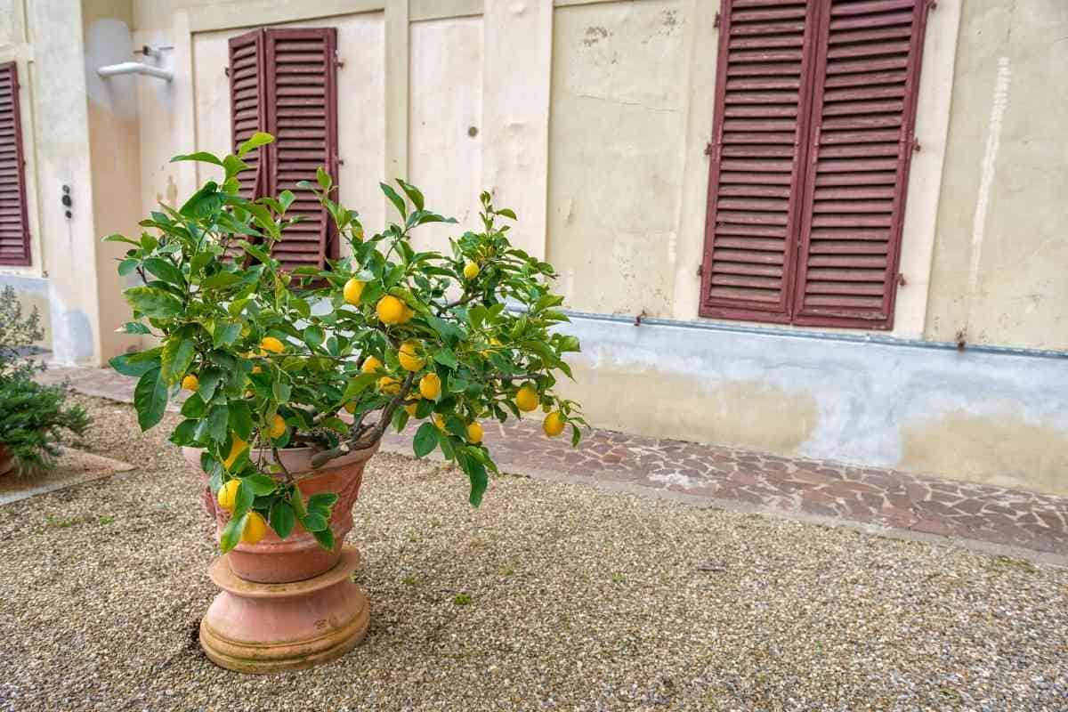 lemon-tree-leaves-turning-yellow-6-causes-solutions