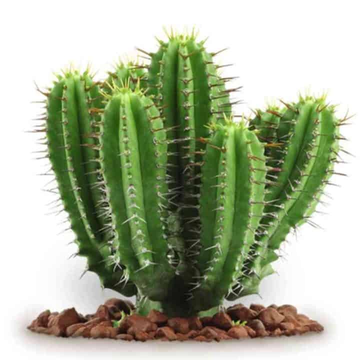 Why Is Plant Stems Turning Brown? (Possible Causes)