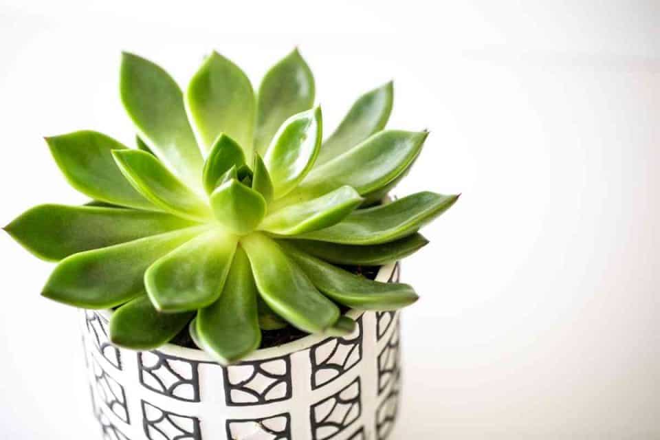 Why Is My Succulent Turning Yellow? (How To STOP It)