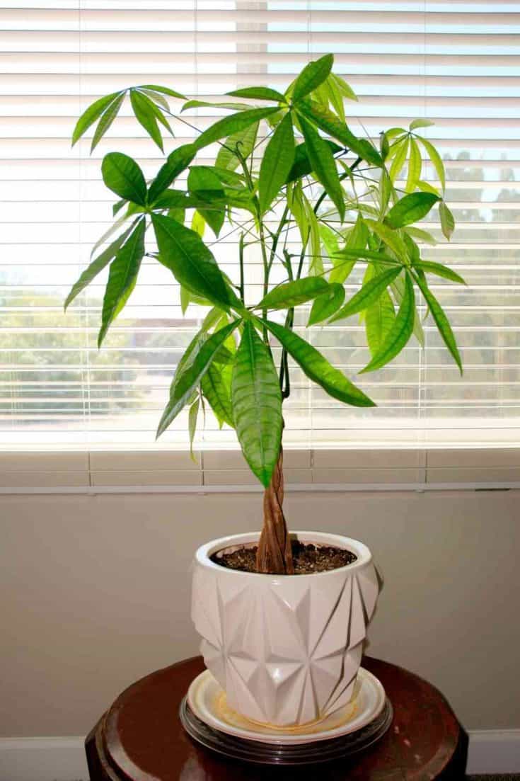 How to Revive a Dying Money Tree (6 Essential Steps)
