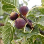 Why are Figs Classified as Flowers