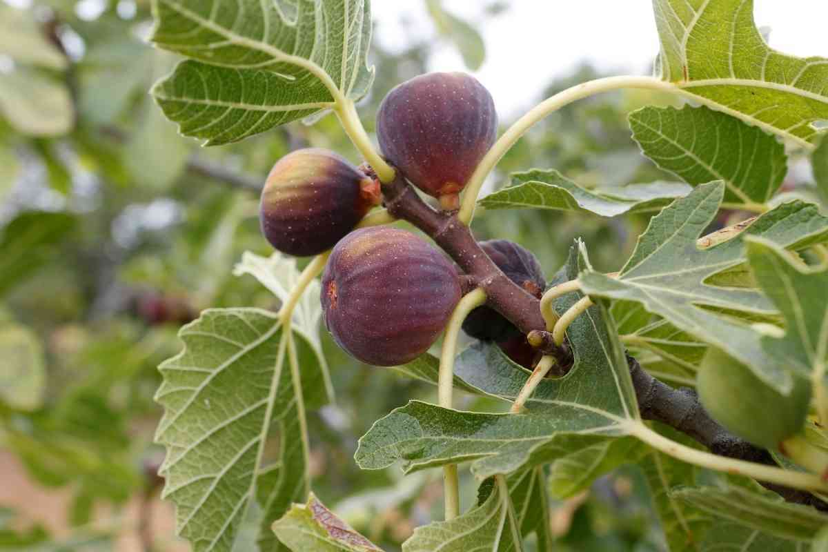 Is Fig a Fruit? (Classification of Fig)