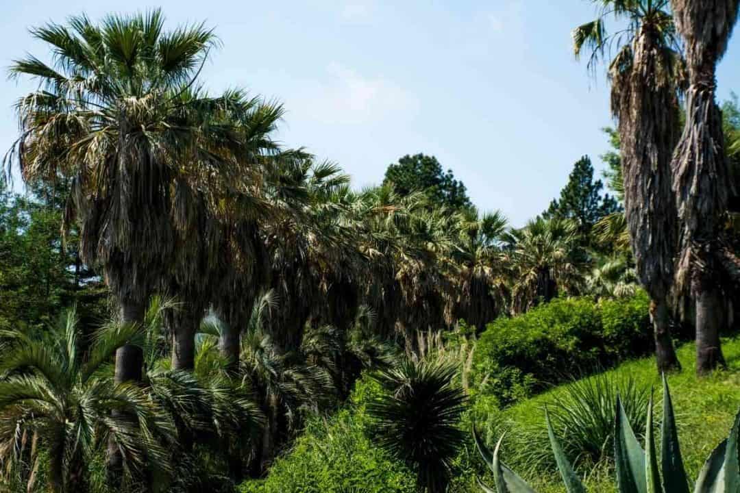 Top 6 Types of Palm Trees in South Carolina
