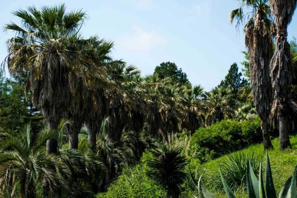 Top 6 Types of Palm Trees in South Carolina