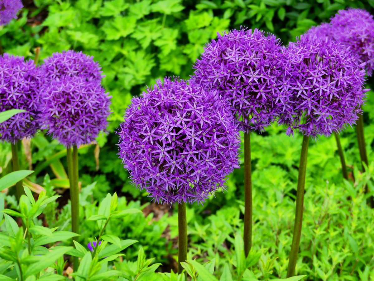 Beautiful vibrant blooming flowers of Allium.