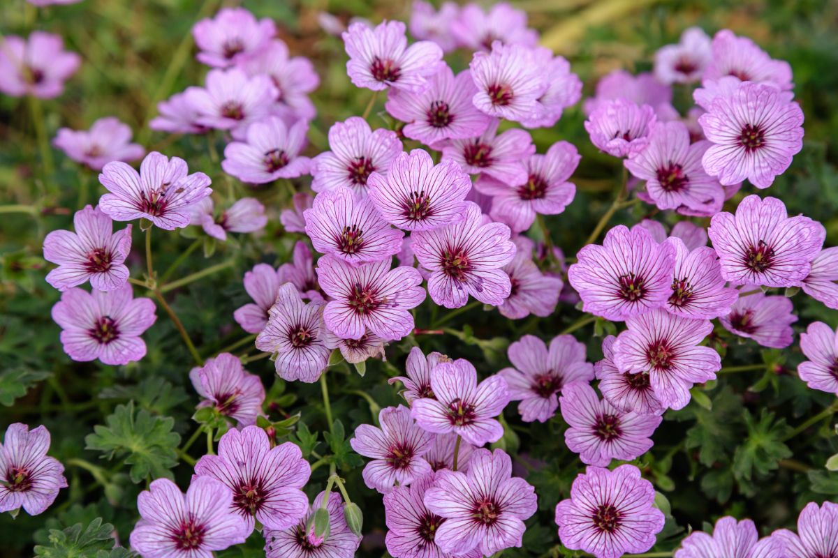 Meadow of pink blooming flowers of geranium.