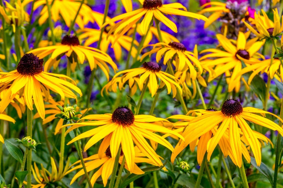 Beautiful blooming flowers of yellow coneflower.