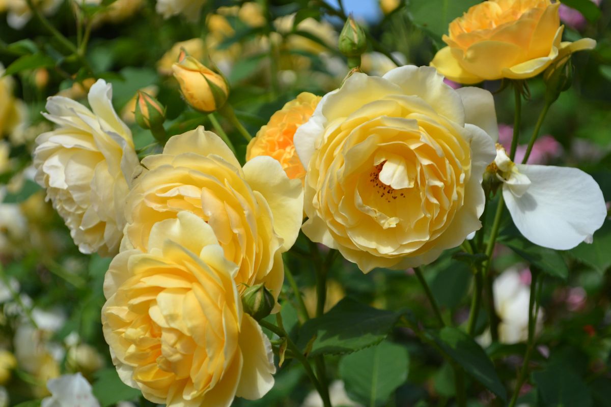 Bunch of yellow blooming flowers of climbing rose.