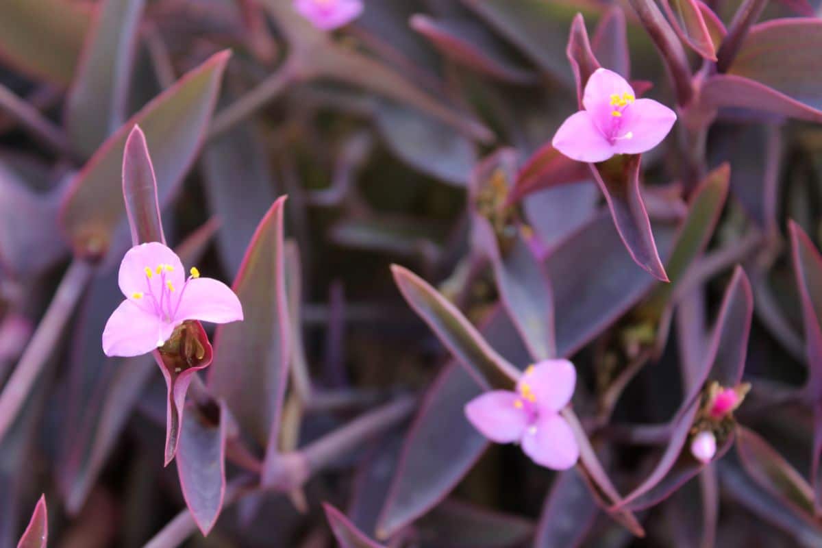 Vibrant purple blooming flowers of Purple-leaved Spiderwort close-up.