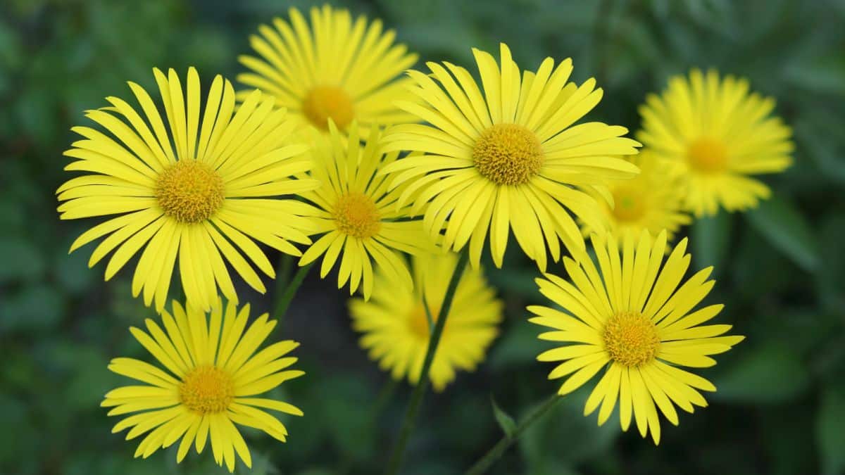 Vibrant yellow blooming flowers of leopard's bane.