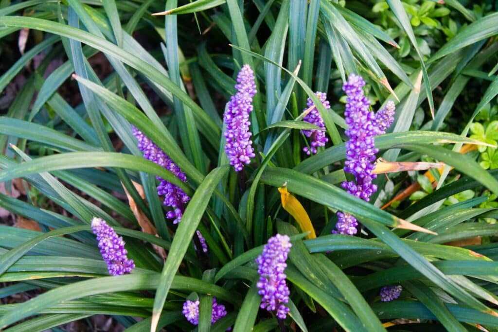25 Purple Perennial Flowers and Growing Tips
