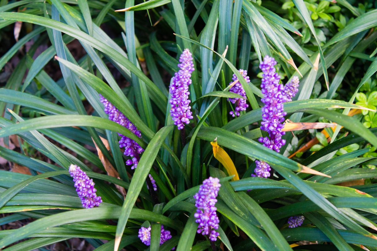 Purple blooming stalks of Lily Turf