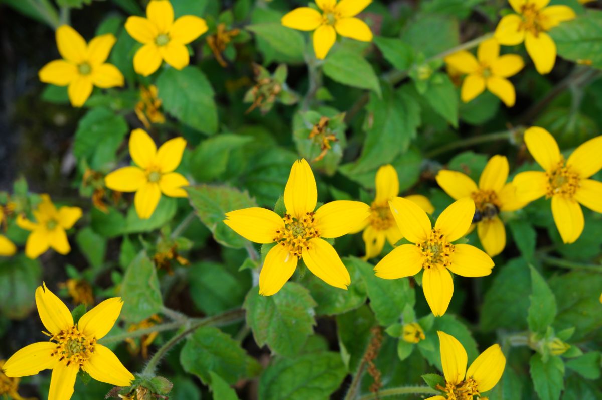 Vibrant yellow blooming flowers of golden knee.