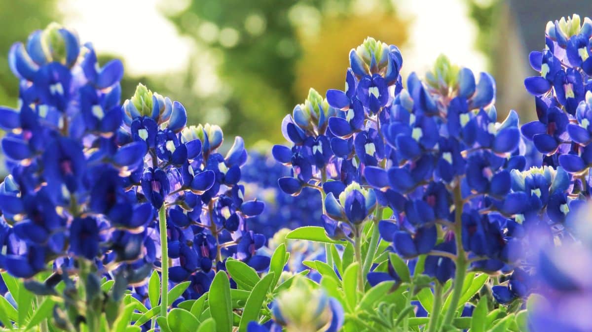 Blueish blooming flowers of Bluebonnet 