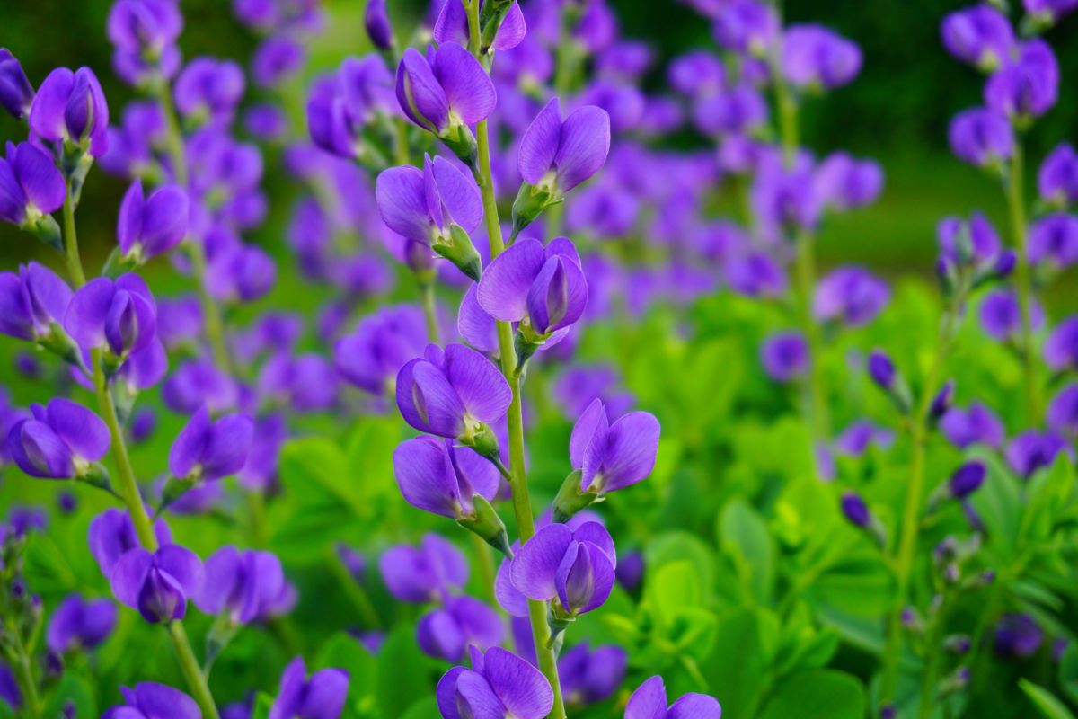 Vibrant blooming flowers of False Indigo