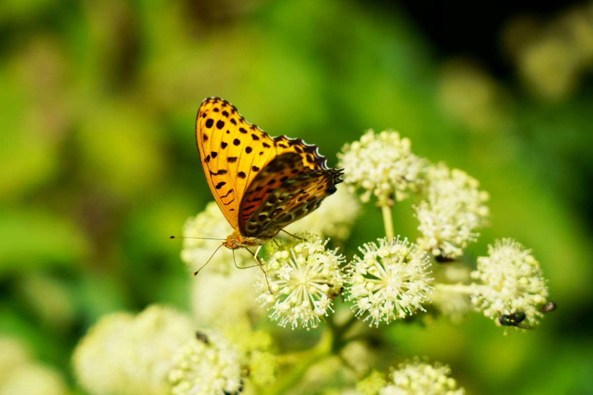 Yellow butterfly on a golden japanese spikenard bud.