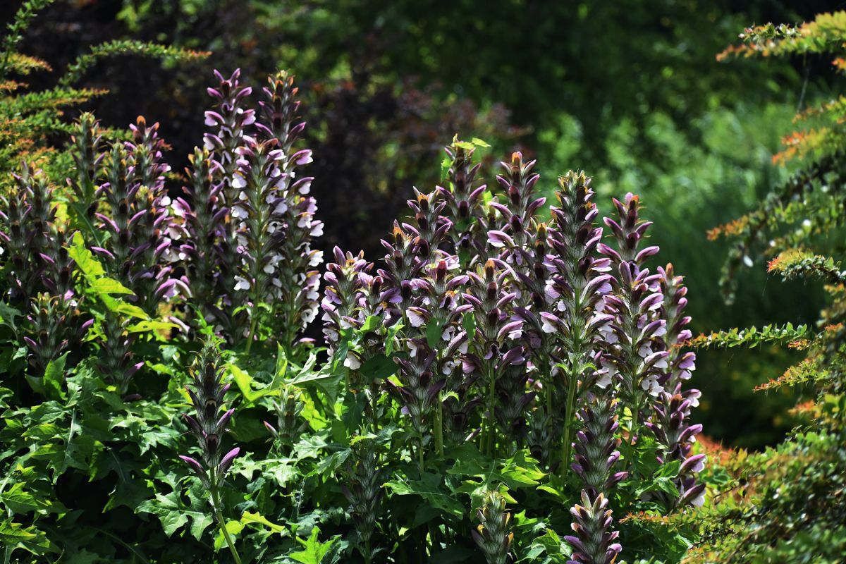 Blooming flowers of Bear’s Breeches  on a sunny day