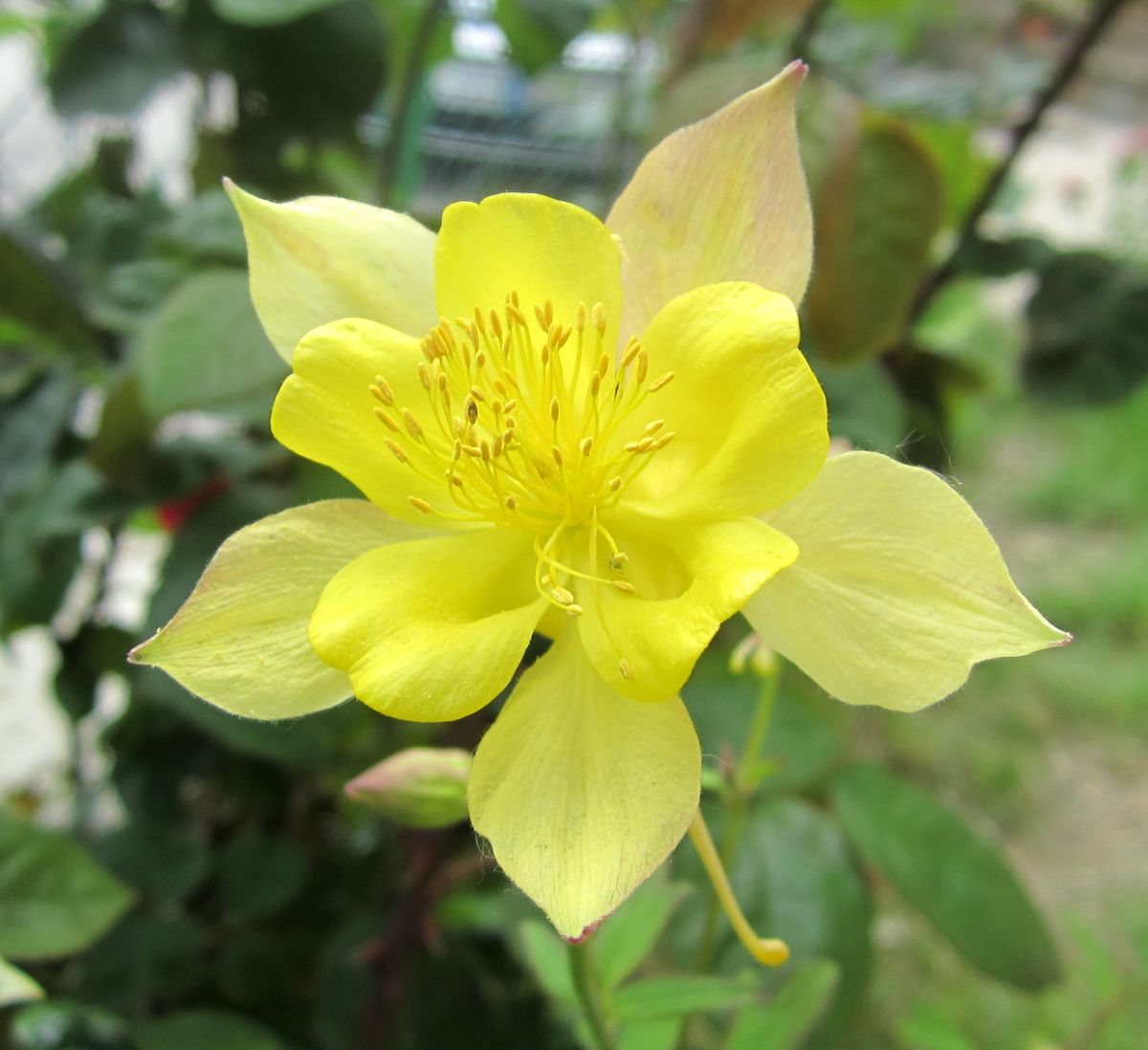 Vibrant yellow blooming flower of wild columbine.