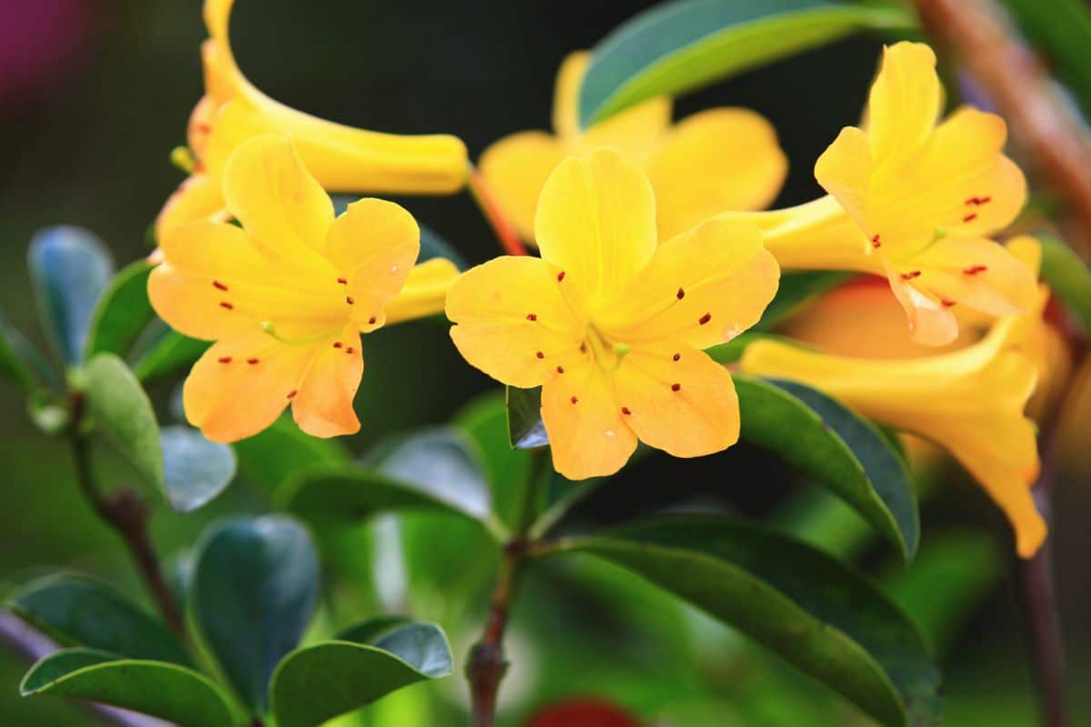 Vibrant yellow blooming flowers of azalea