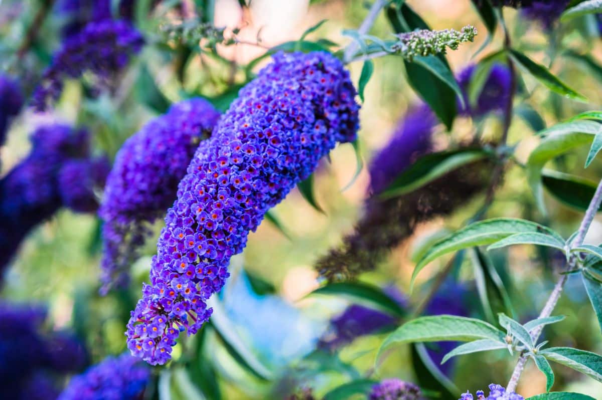 Vibrant purple blooming flowers of Butterfly Bush