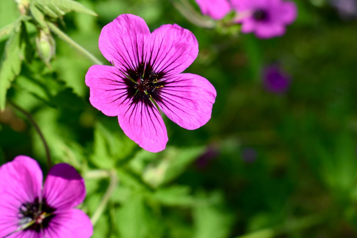 Close-up of two pink blooming flowers with a black centre of geranium.
