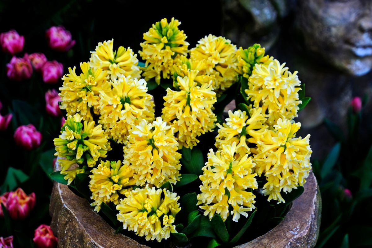 Yellow blooming flowers of dutch hyacinth growing in a pot.