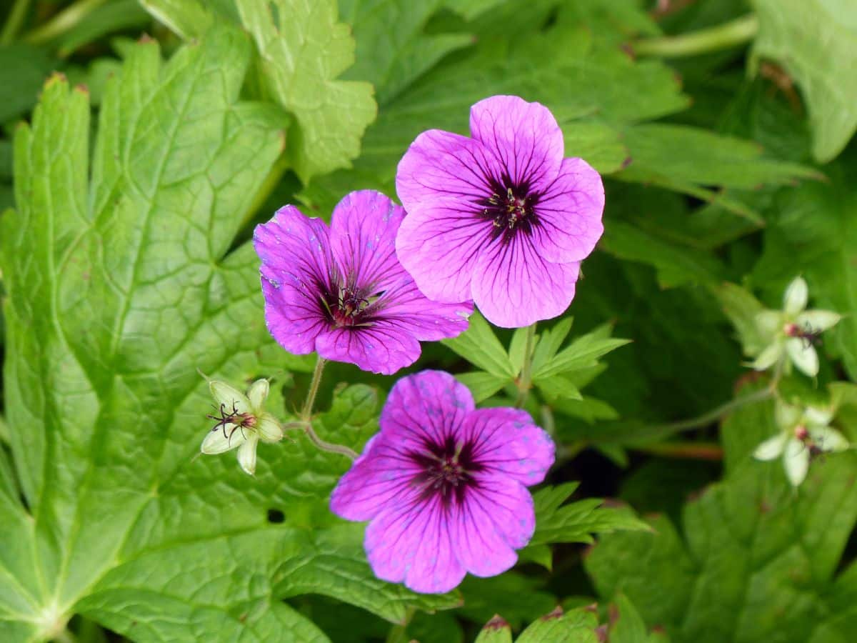 Pink blooming flowers of geranium top view.