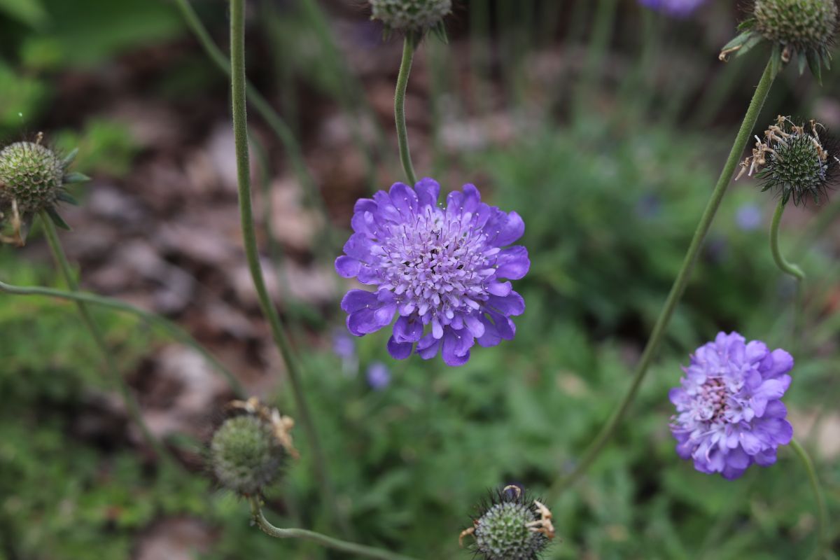 Purple blooming flowers of Pincushion Flower close-up.