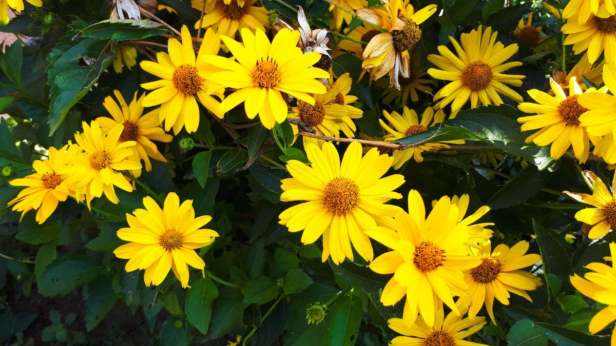 Bunch of vibrant yellow blooming flowers of false sunflower.