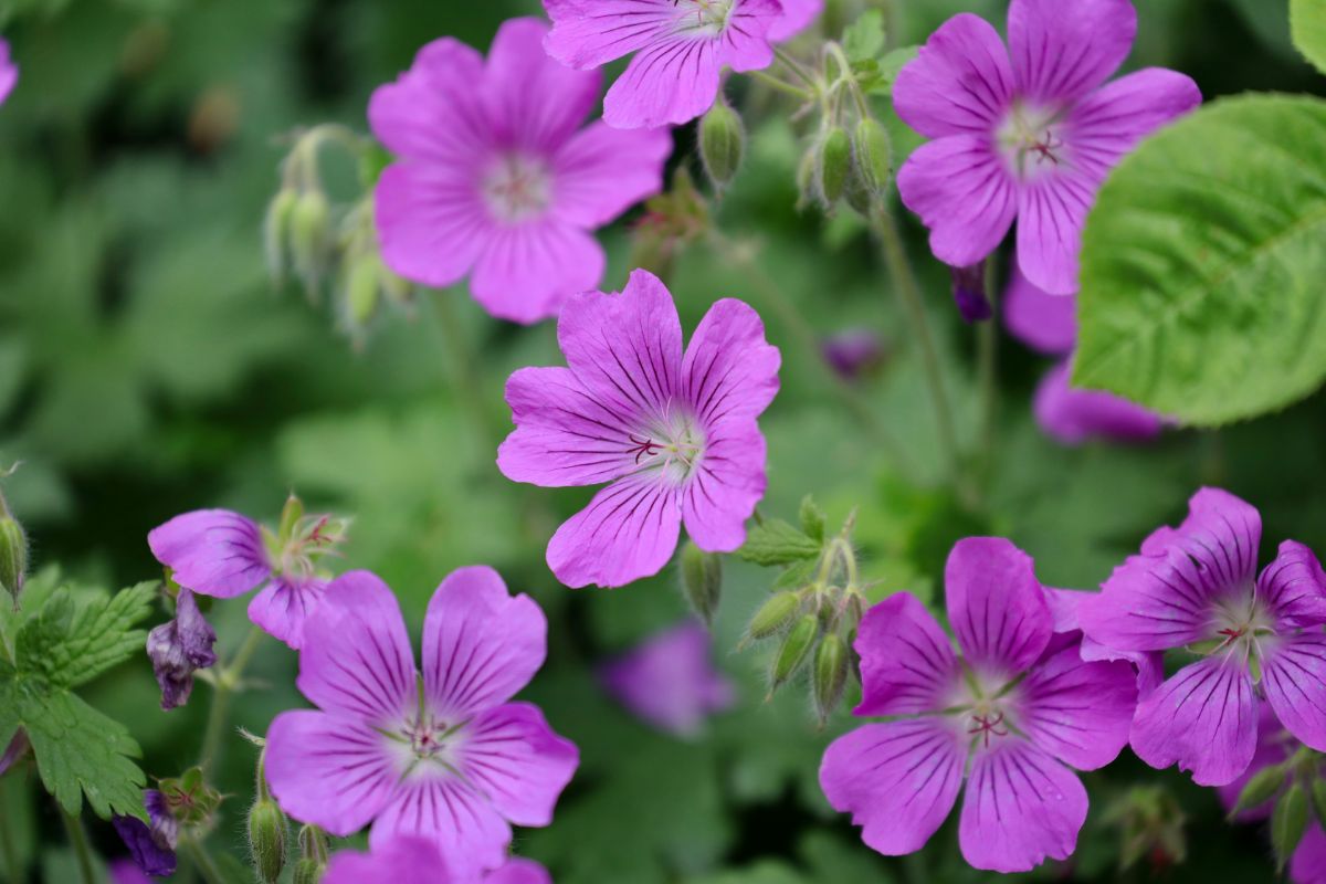 Bunch of pink blooming flowers of geranium.