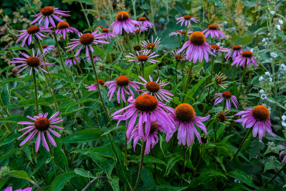 Meadow of purple blooming flowers of Purple Coneflower