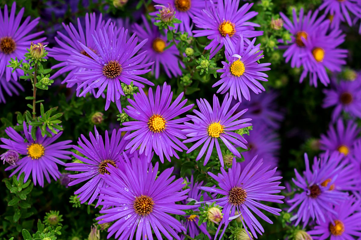Vibrant purple blooming flowers of Aster ‘Wood’s Purple’ close-up.