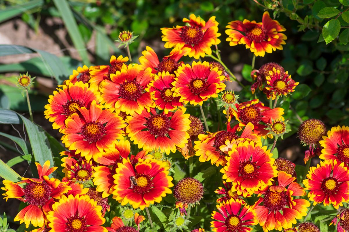 Vibrant yellow-red blooming flowers of a blanket flower.
