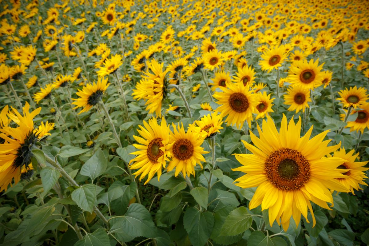Meadow full of blooming sunflowers.