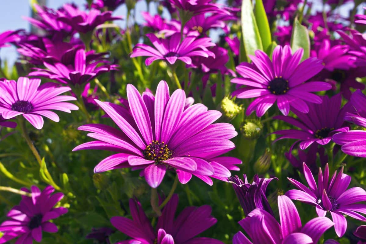 African Daisy purple blooming flowers on a sunny day.