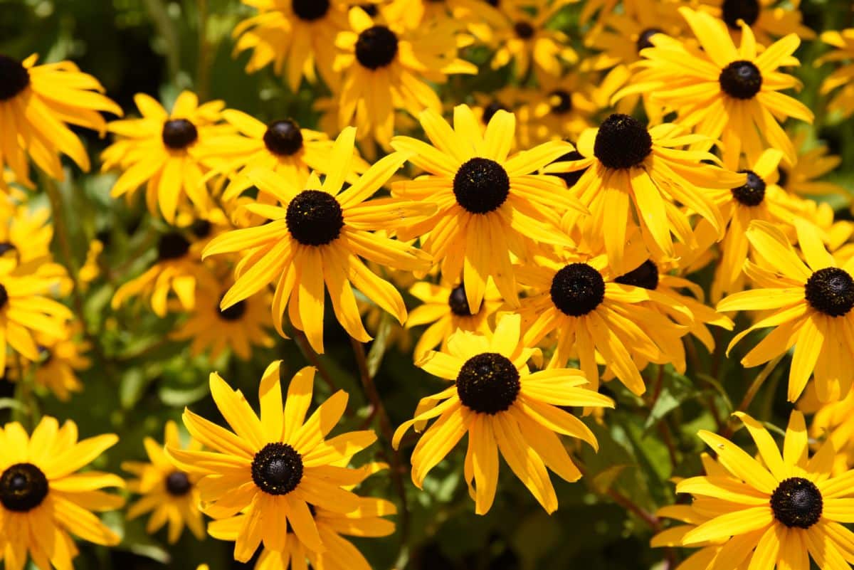 Bunch of yellow blooming flowers of rudbeckia.