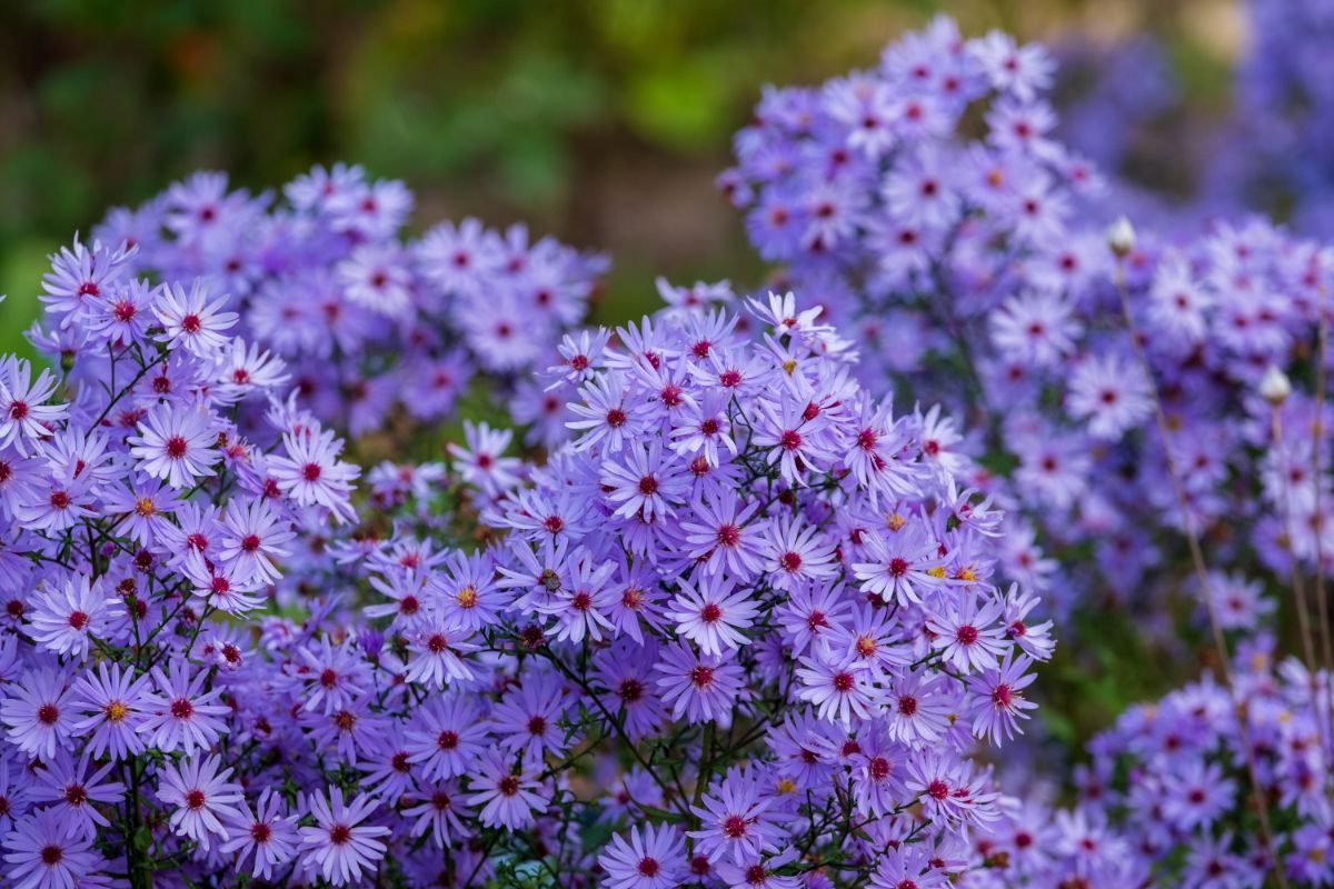 Purple blooming flowers of Tatarian Aster close-up.