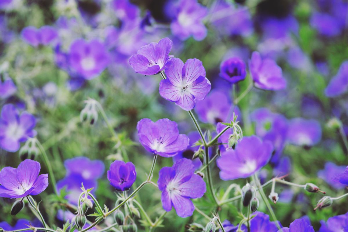 Meadow full of purple blooming geraniums.