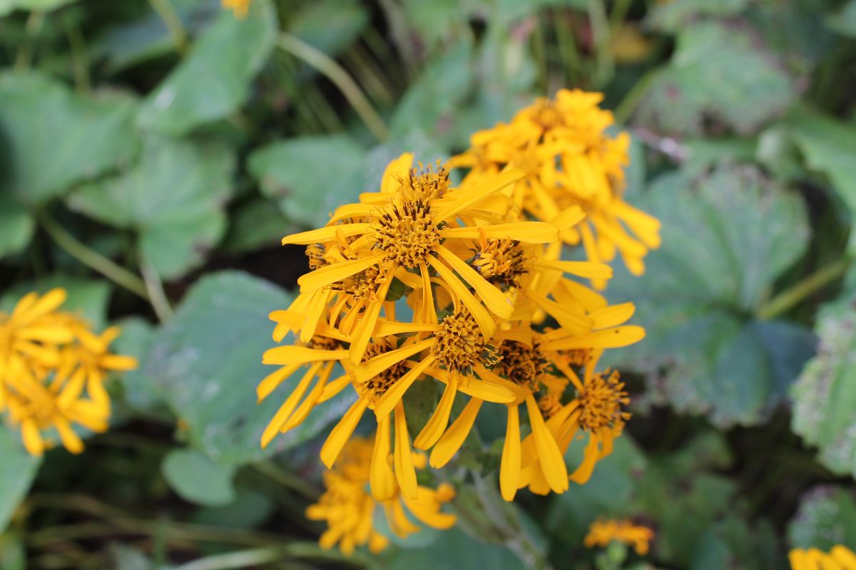 Vibrant yellow blooming flowers of leopard plant.