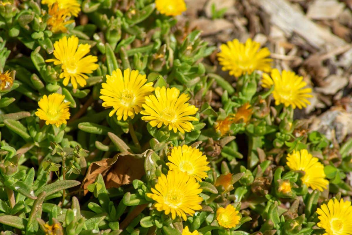 Bunch of yellow blooming flowers of hardy ice plant.