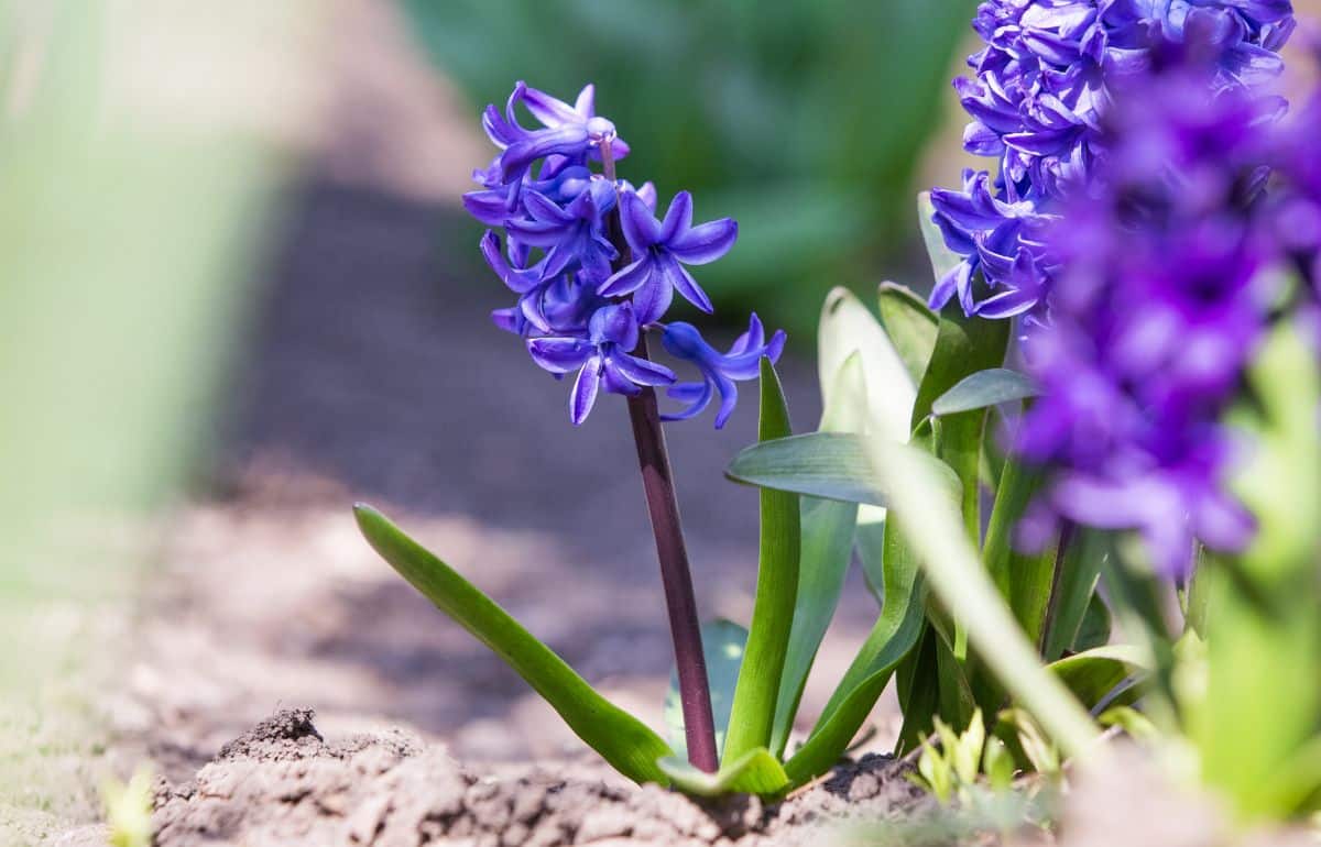 Vibrant purple blooming flowers of Hyacinthus Orientalis close-up.