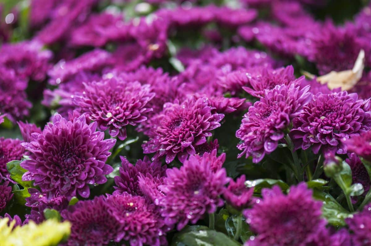 Purple blooming flowers of Chrysanthemums 